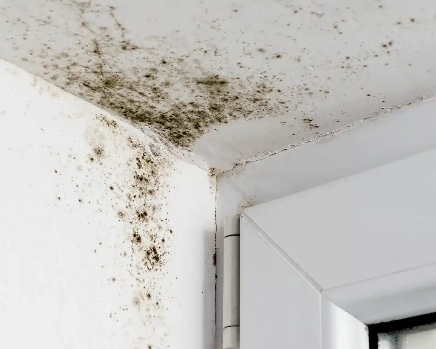 Muffa nell'angolo tra soffitto e finestra causata da condensa